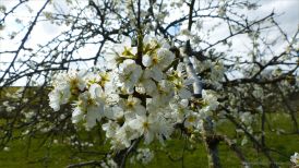 Victoria plum blossoms