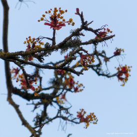 Opening flowers and leaves on a tree in spring