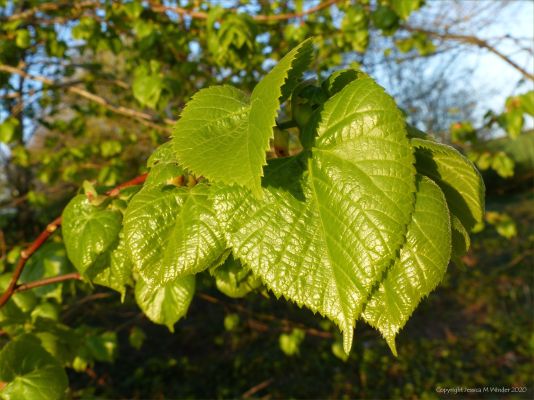 Leaves of Common Lime