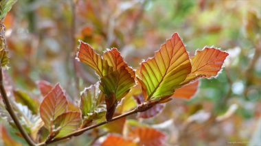 Copper Beech leaves