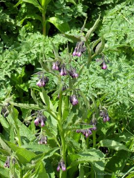 Wild Comfrey on the riverbank