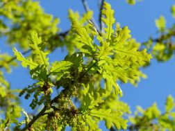 Newly opened oak tree leaves and flowers
