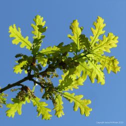 Newly opened oak tree leaves and flowers