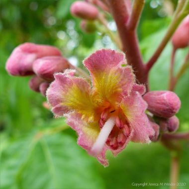 Flowers of the Indian Horse Chestnut tree
