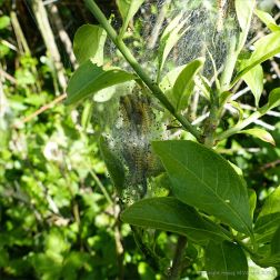 Cobwebs with ermine moth caterpillars