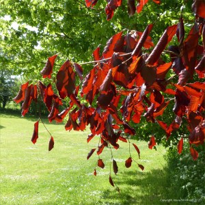 Copper beech leaves in Charlton Down Nature Area