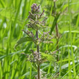 Stinging Nettle in Charlton Down Nature Area