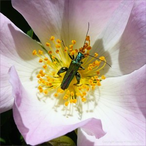 Green beetle eating pollen in a Dog Rose