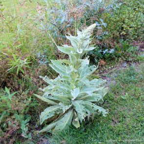 Great Mullein plant with damage fro Mullein Moth caterpillars
