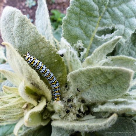 Caterpillar of the Mullein Moth (Cucullia verbascum) on leaf of the Great Mullein plant (Verbascum thapsus)