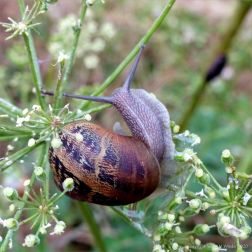 Common British snails