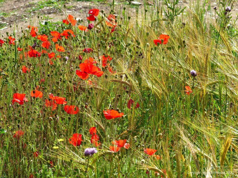 Wild poppies in a barley field