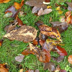 Autumn leaves lying on the ground