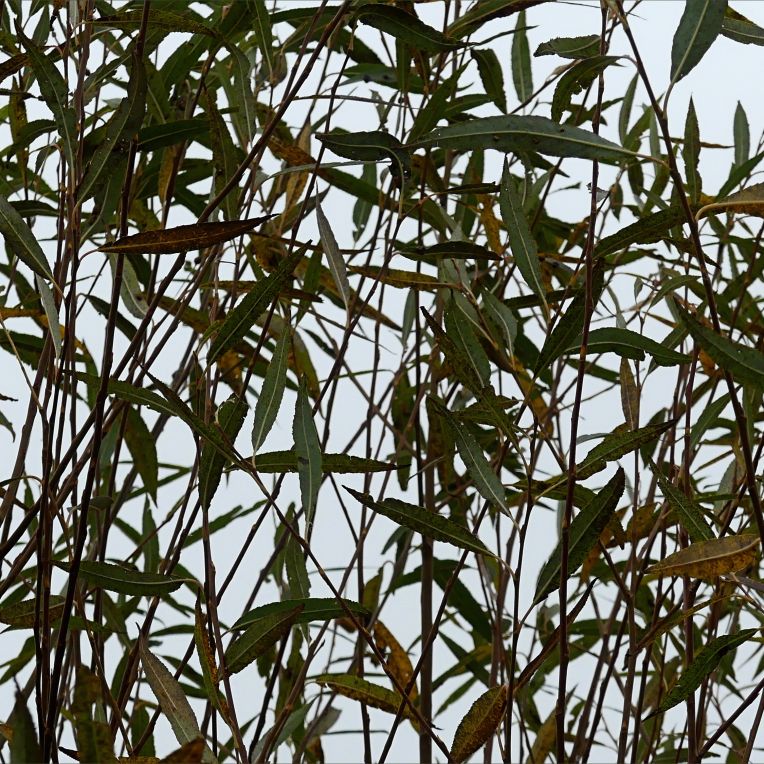 Willow leaves in autumn