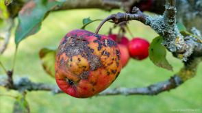 Apples rotting on orchard trees