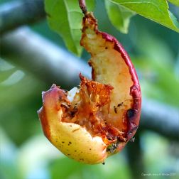 Apples rotting on orchard trees