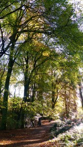 Picture from an autumn walk in Dorset woodland
