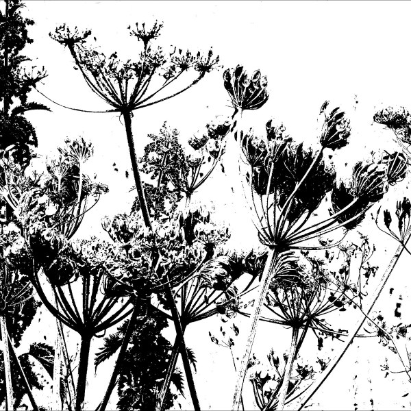Black and white image of field boundary plants