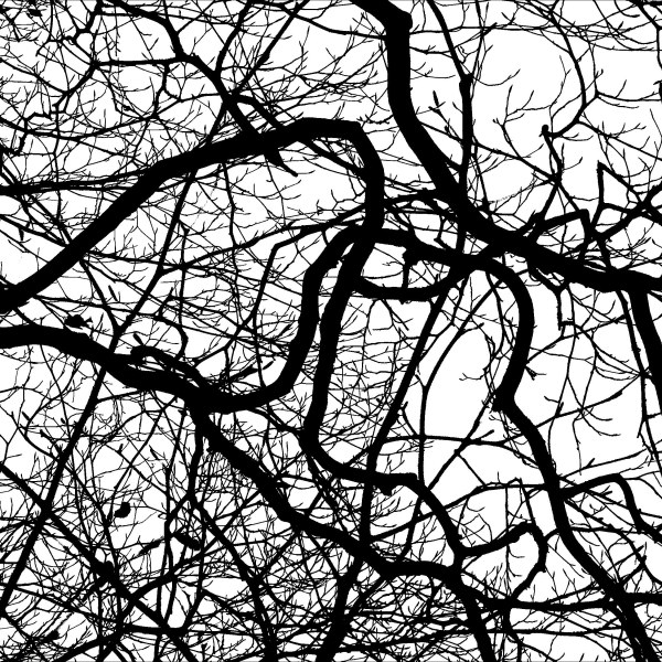 Natural patterns of winter branches