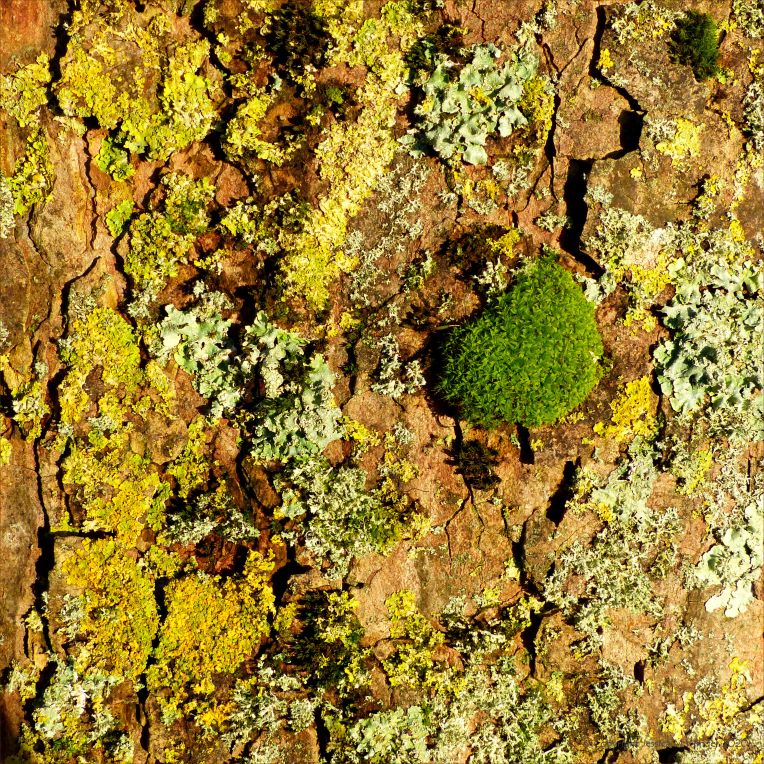Lichens on tree bark