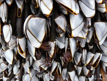 Close-up of goose barnacles on flotsam washed ashore