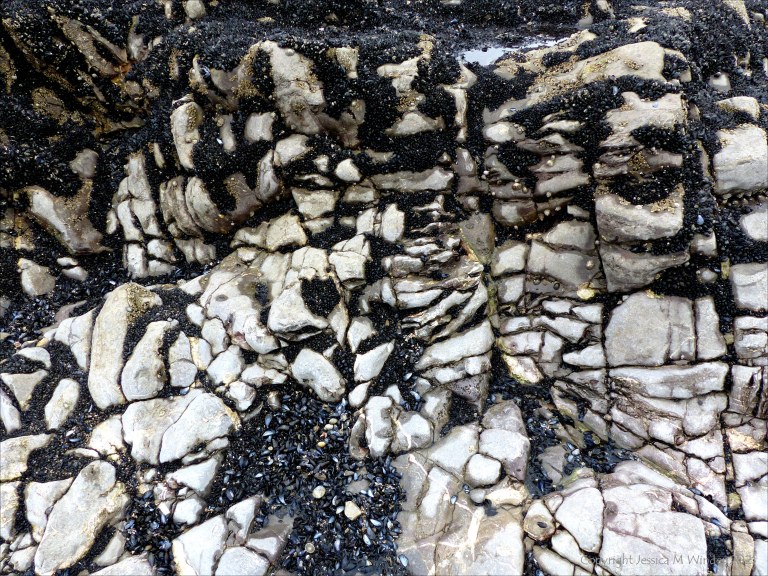 Patterns of mussels growing on rocks