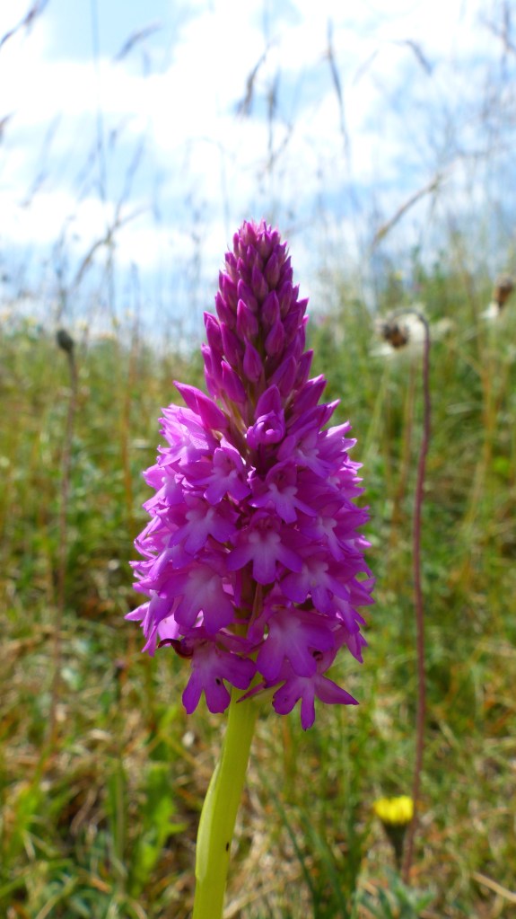 Pyramidal Orchid in dune grassland