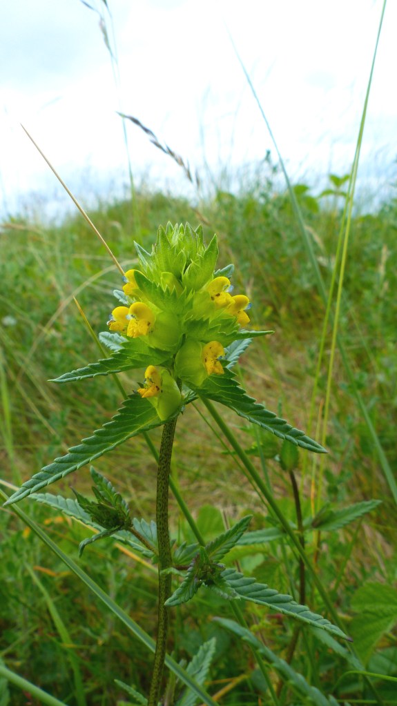 Yellow Rattle flower and leaves with serrated edges