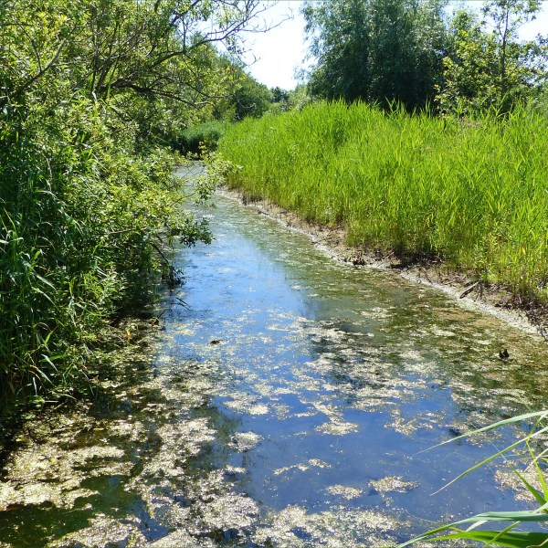 Wetland water channel with tall reeds on banks