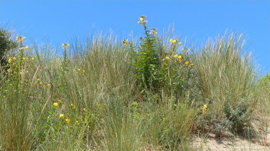 Plants growing on the loose sand of dunes