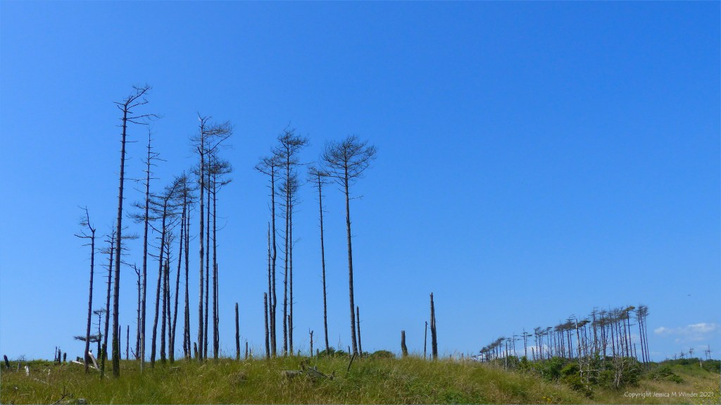 Dead or dying pine trees against a blue sky