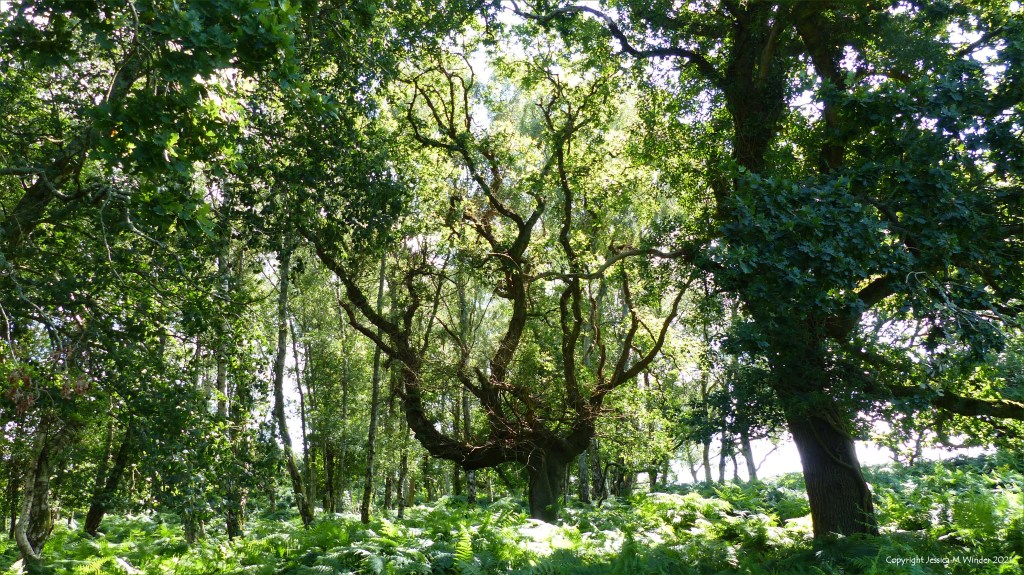 Ancient oak trees in a lowland dry oak and birch woodland habitat