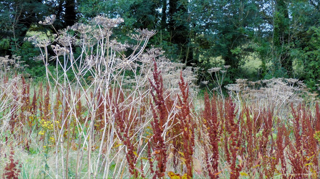 Seeded stems of hogweed and dock in a field with trees