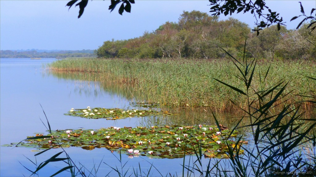 Lake with reeds and water lilies