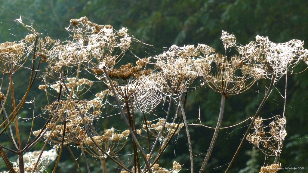 Cobwebs covered with dew on Hogweed seed heads
