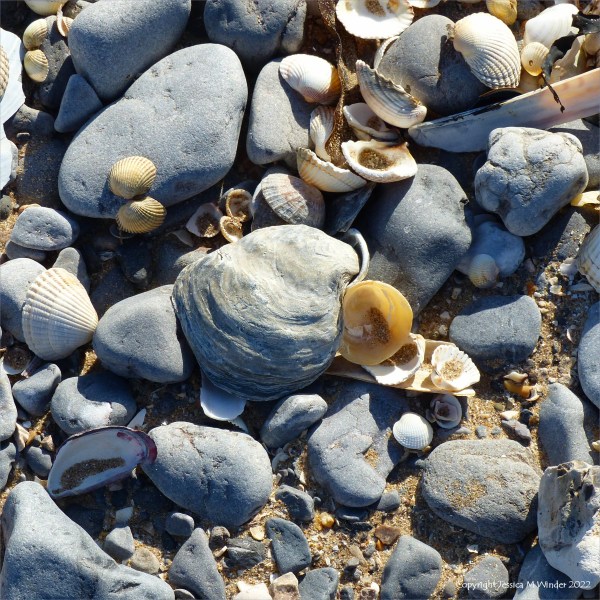 Stones and sea shells on the sea shore