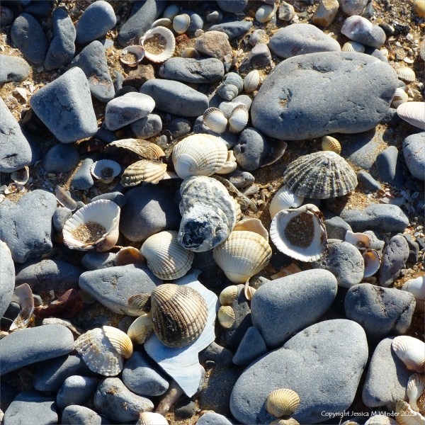 Beach stones and seashell on the Gower coast