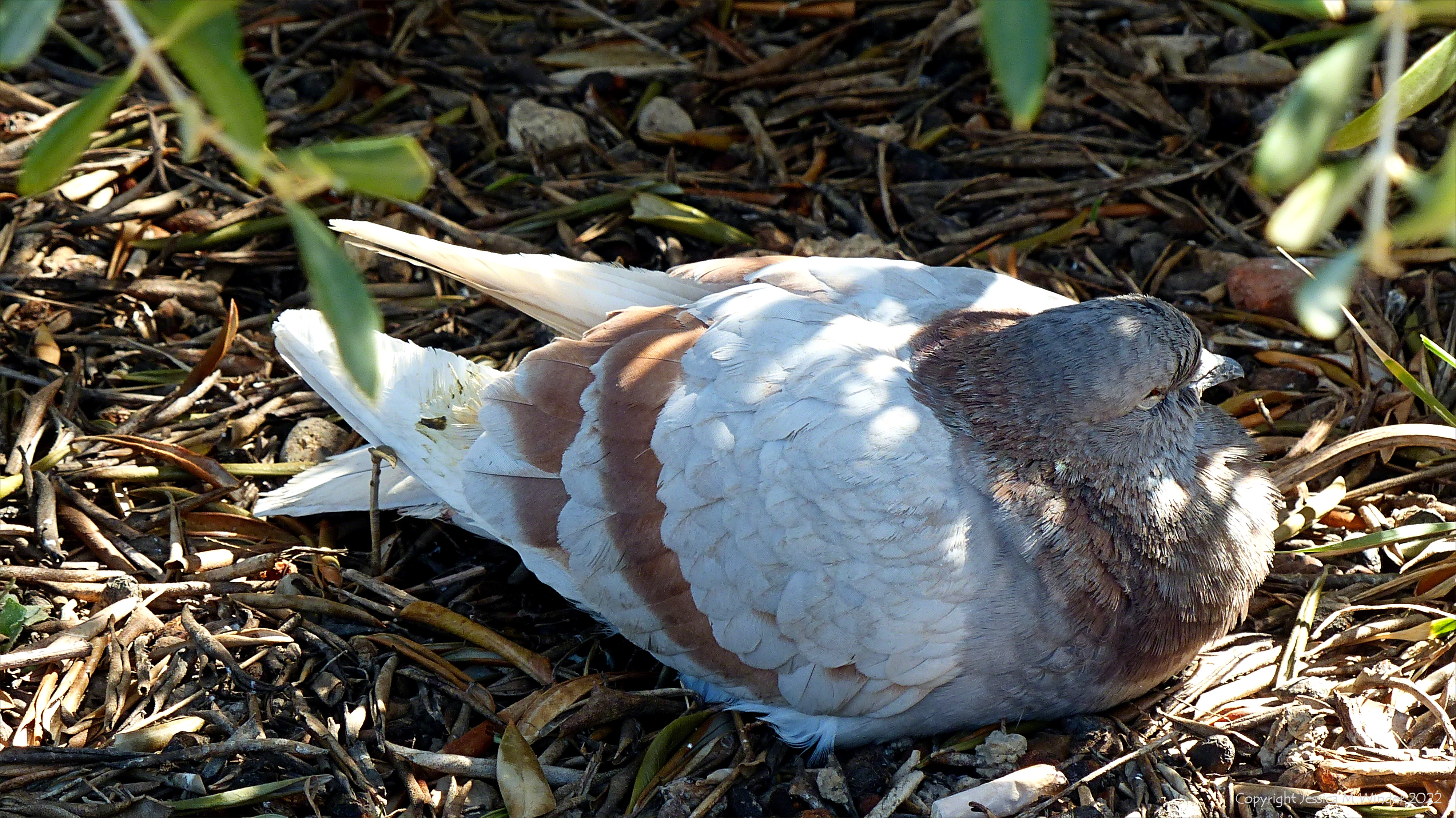 Dove resting on the ground in the shade of a Mediterranean garden on a hot sunny day