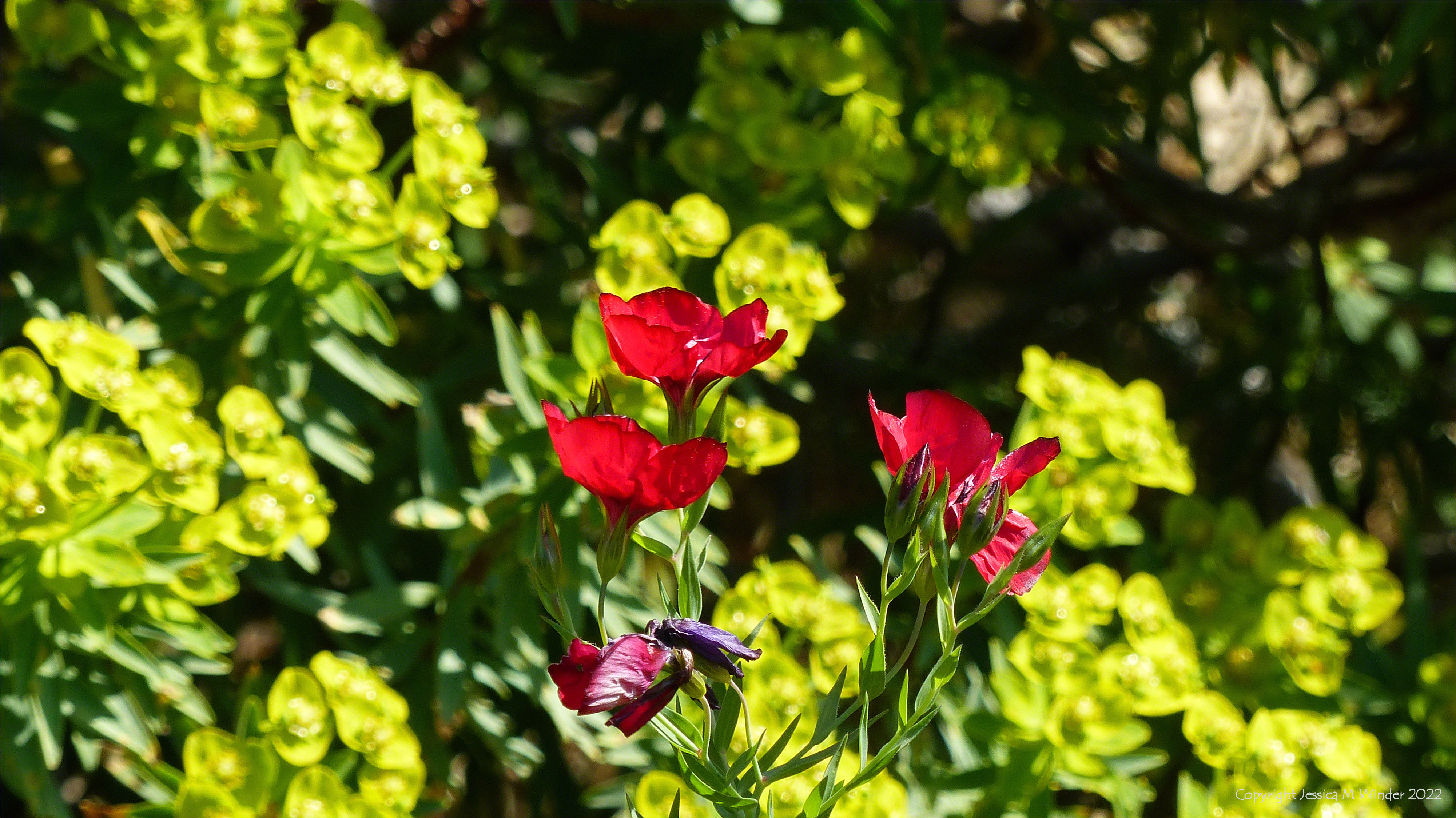 Red flowers against yellowy green ones in a Mediterranean garden