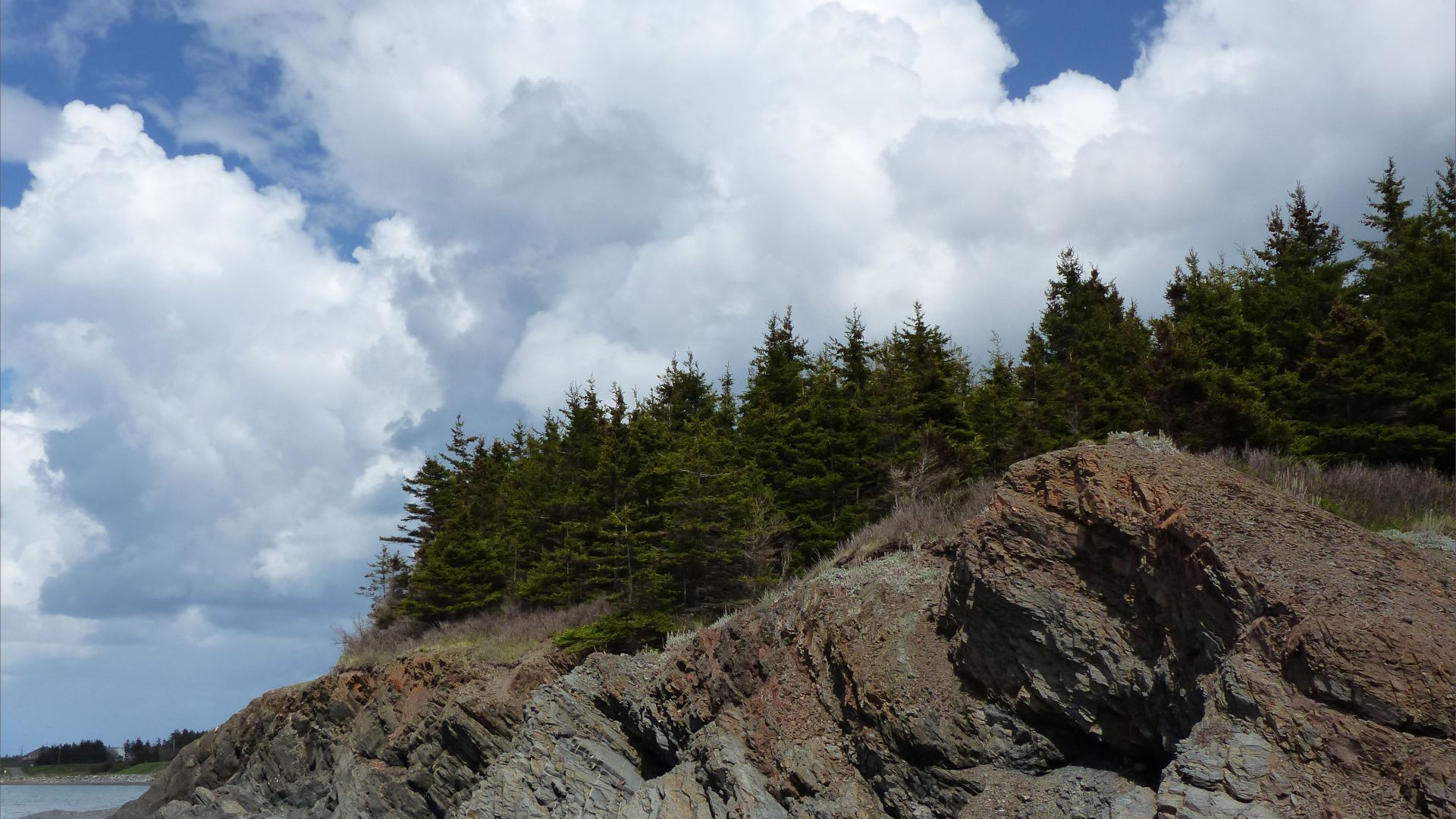 Weathering mudstone rock strata and pine trees on the coast in Nova Scotia