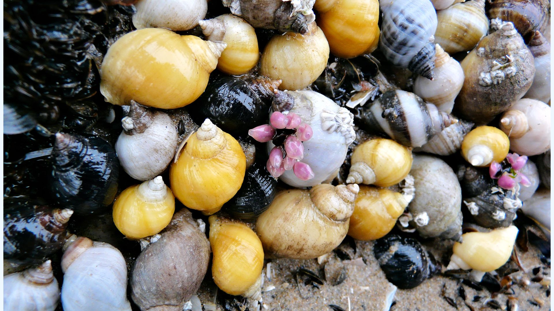 Mostly dog whelks feeding on barnacles and baby mussels attached to rocks