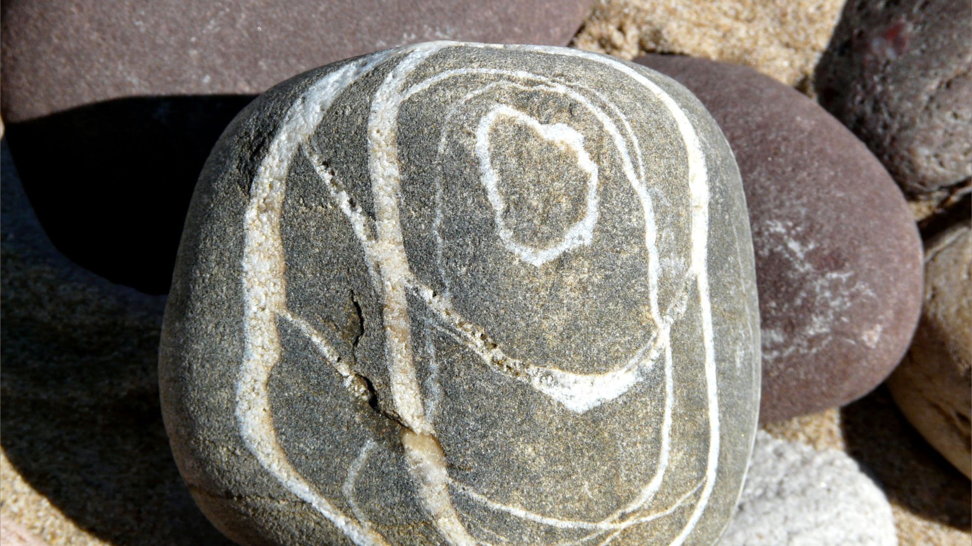 Wave-worn beach stone of grey sedimentary rock with natural abstract pattern of white veins with other pebbles on the beach