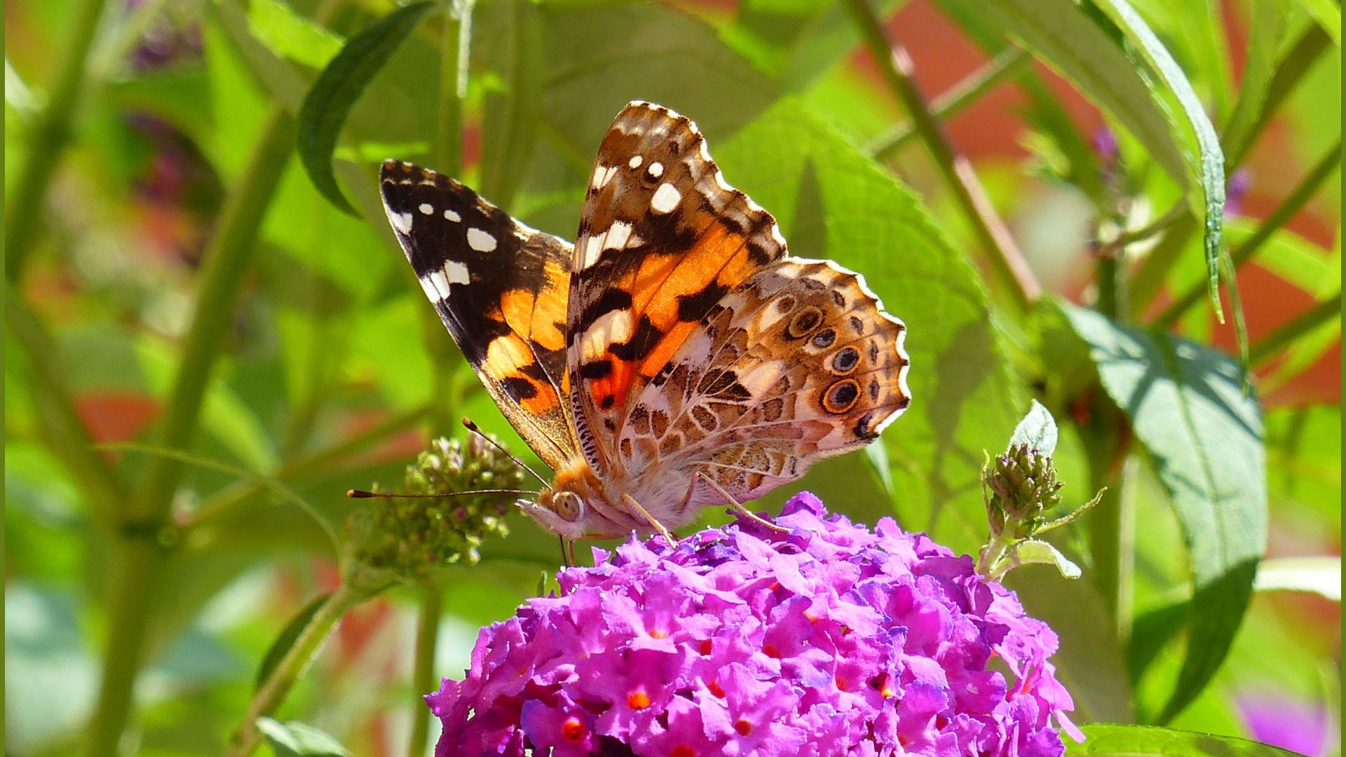 Painted Lady butterfly (Vanessa cardui) feeding on buddleia flowers
