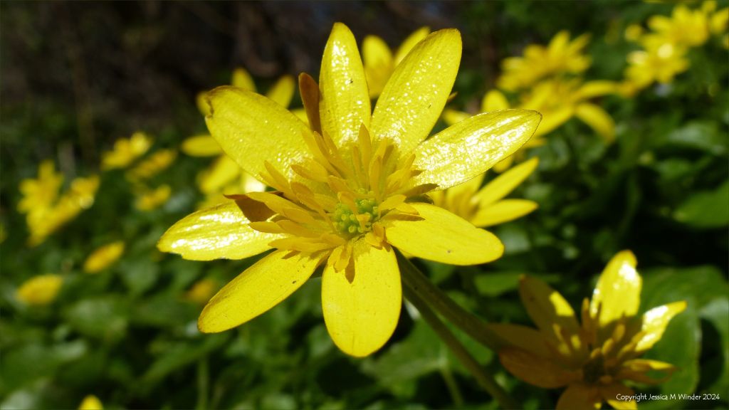 Close-up of the yellow flower of Lesser Celandine (Ranunculus ficaria)