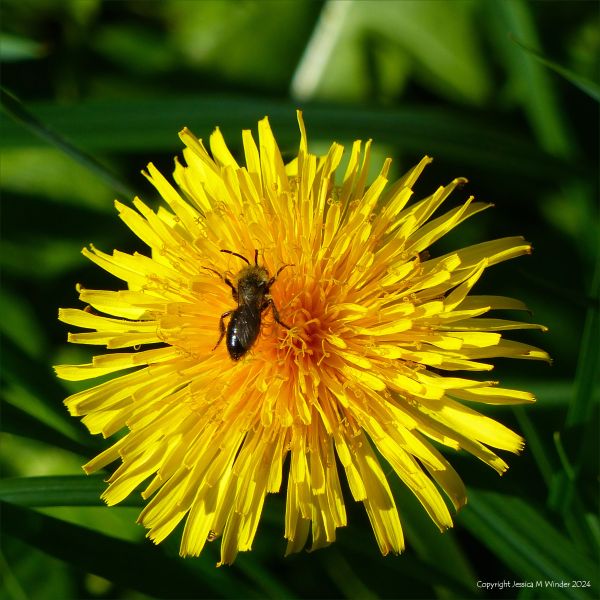 Close-up of a bee on a yellow dandelion flower