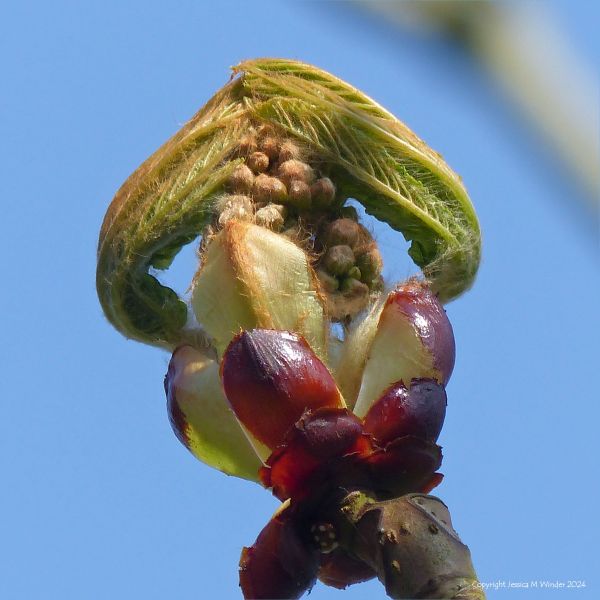 Sticky bud with opening leaves on a Horse Chestnut tree