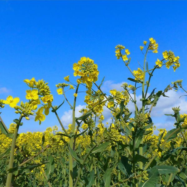 Yellow oilseed rape flowers in a field against a blue sky with whispy clouds